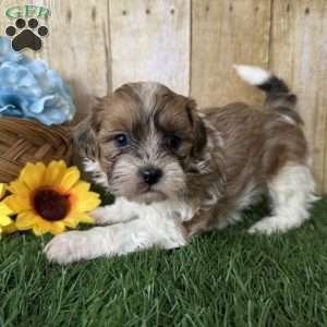 Wrangler, Shih-Poo Puppy